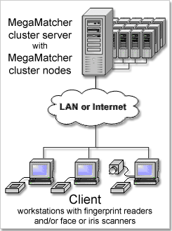 MegaMatcher Cluster Chart