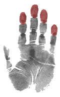 A sample image of full palm print; fingerprints are marked for reference